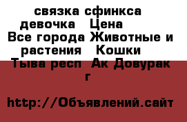 связка сфинкса. девочка › Цена ­ 500 - Все города Животные и растения » Кошки   . Тыва респ.,Ак-Довурак г.